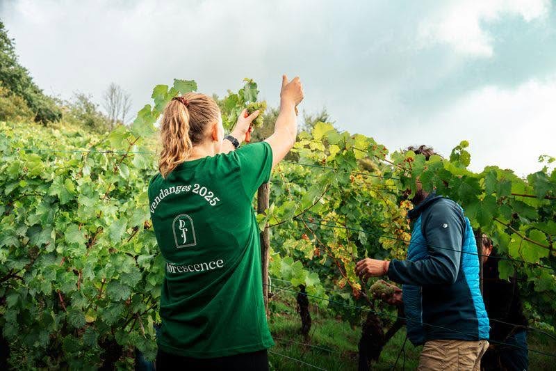 Vendanges 2025 au Domaine Florescence