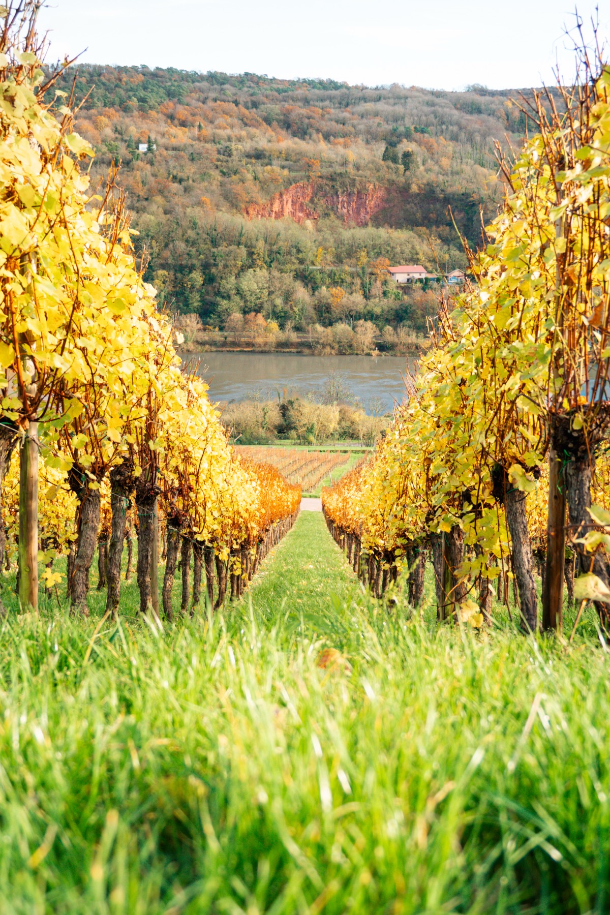 Les coteaux pentus du vignoble
